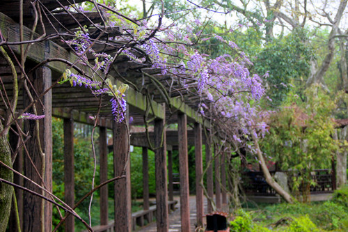百年紫藤展芳容浪漫气息映古园